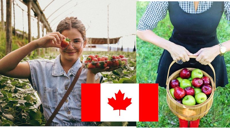 How to Get Farm and Fruit Picking Jobs in Canada